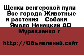 Щенки венгерской пули - Все города Животные и растения » Собаки   . Ямало-Ненецкий АО,Муравленко г.